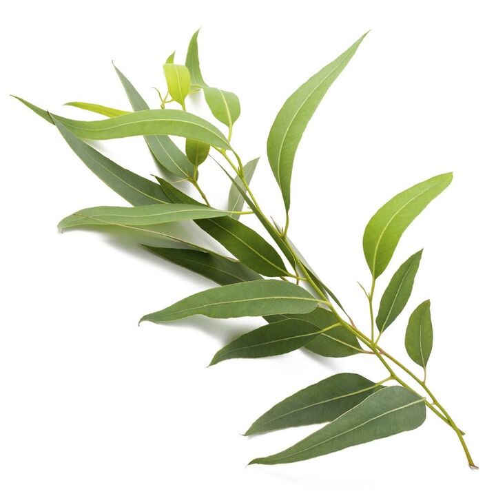Varicone -Creme enthält Eukalyptus -Extrakt